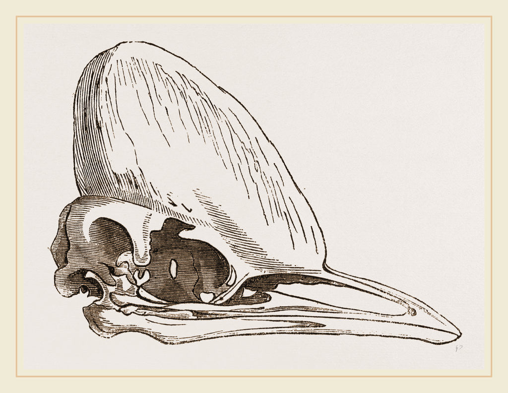 Detail of Skull of Adult Cassowary by Anonymous