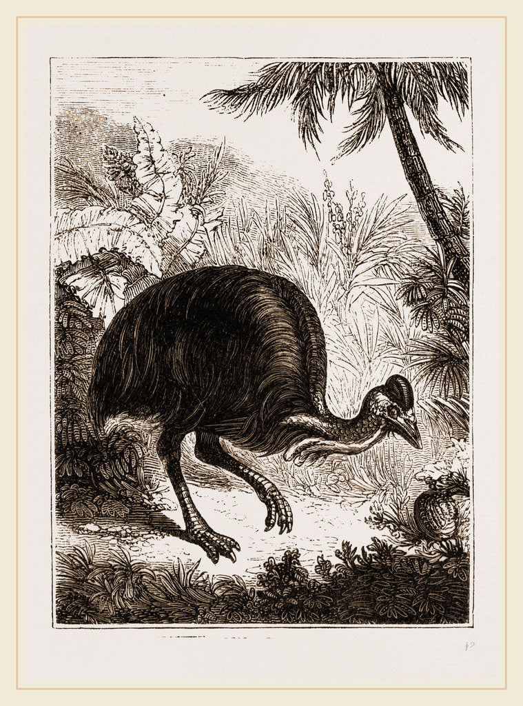 Detail of Cassowary by Anonymous