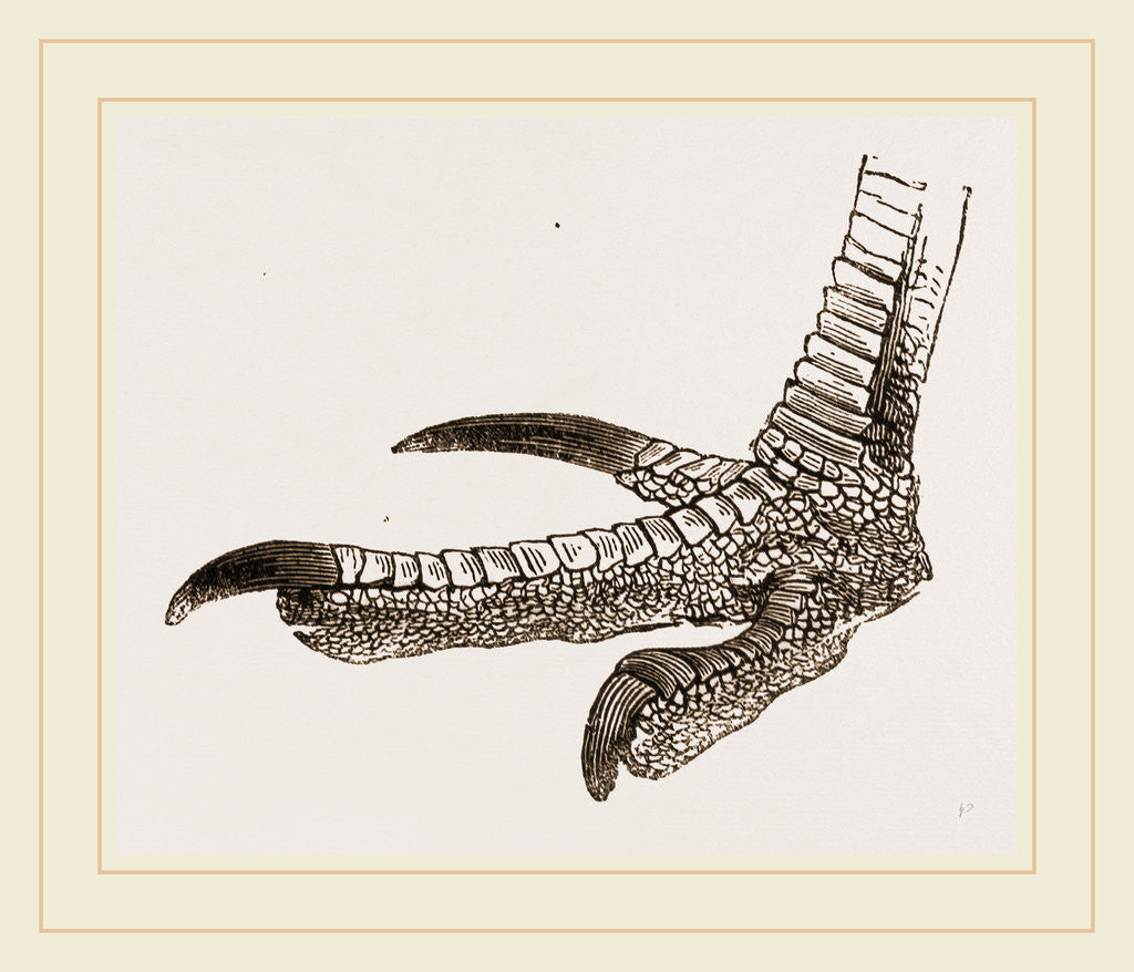 Detail of Foot of Cassowary by Anonymous