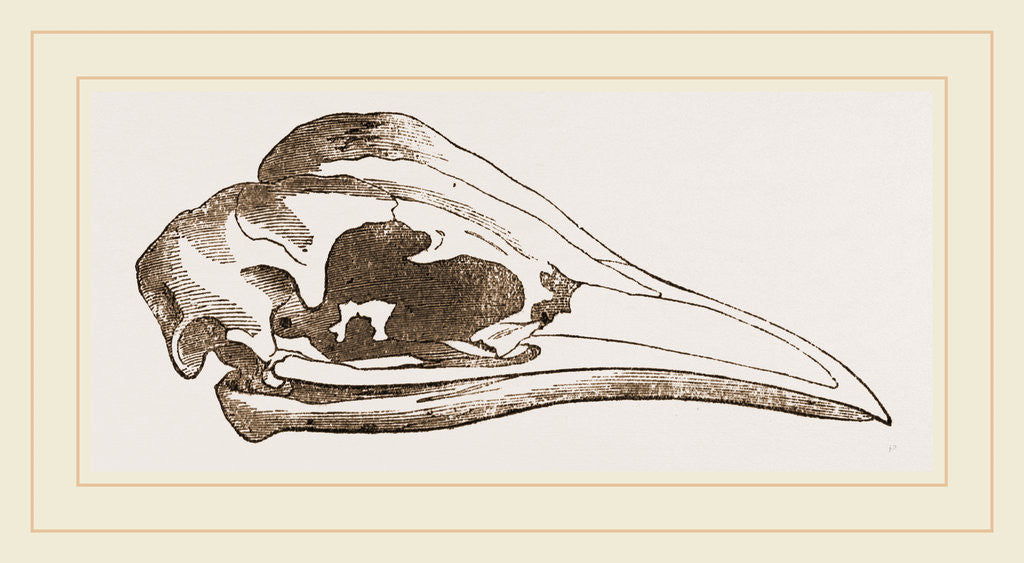 Detail of Skull of Young Cassowary by Anonymous