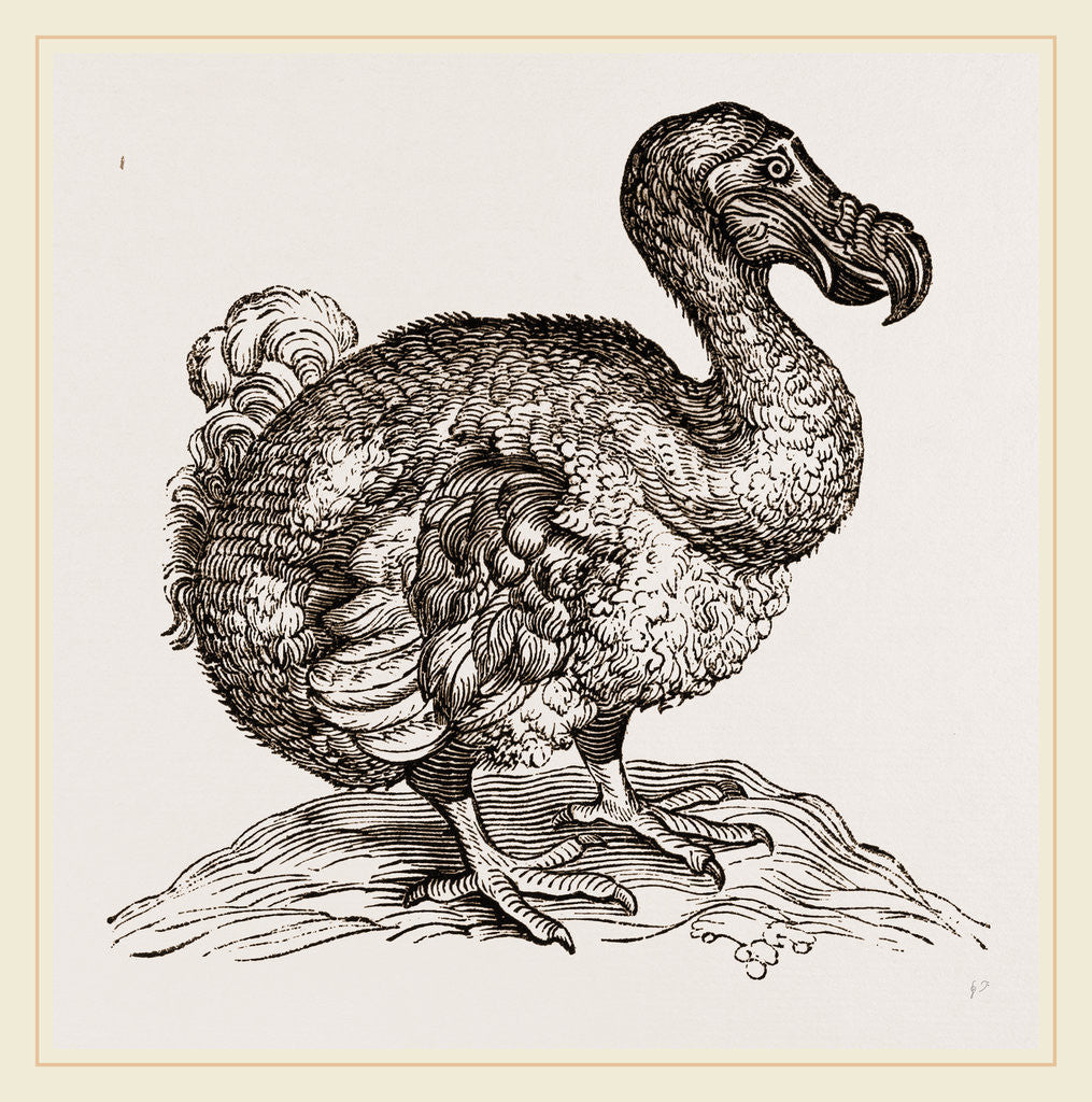 Detail of Dodo from Bontius by Anonymous