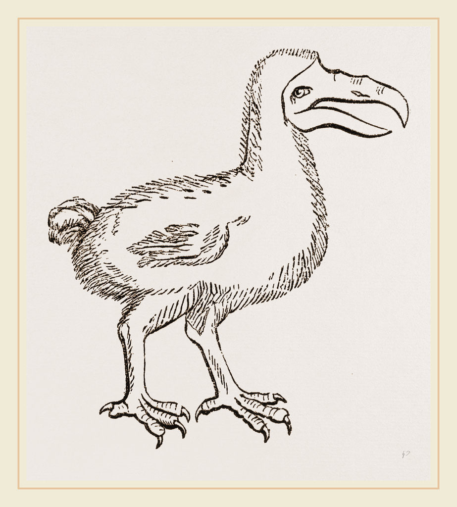 Detail of Dodo from Clusius by Anonymous