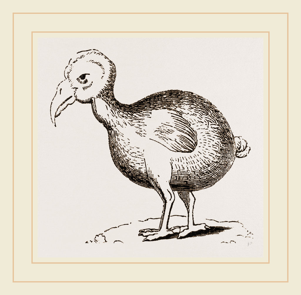 Detail of Dodo from Herbert by Anonymous