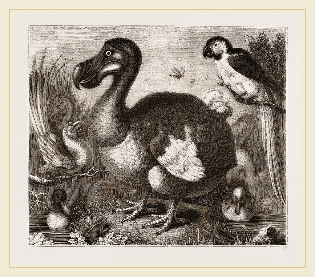 Detail of Dodo by Anonymous