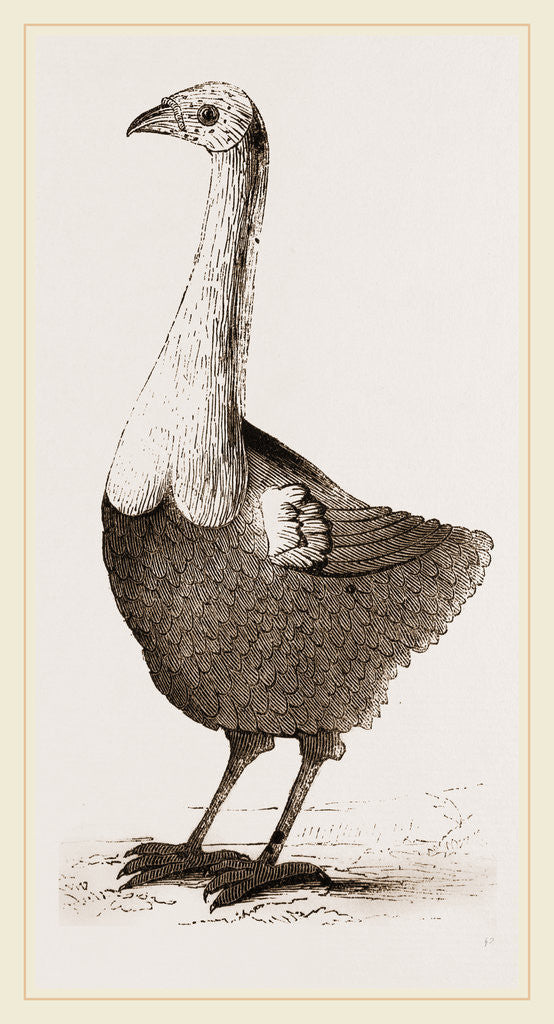 Detail of Le Solitaire from Leguat by Anonymous