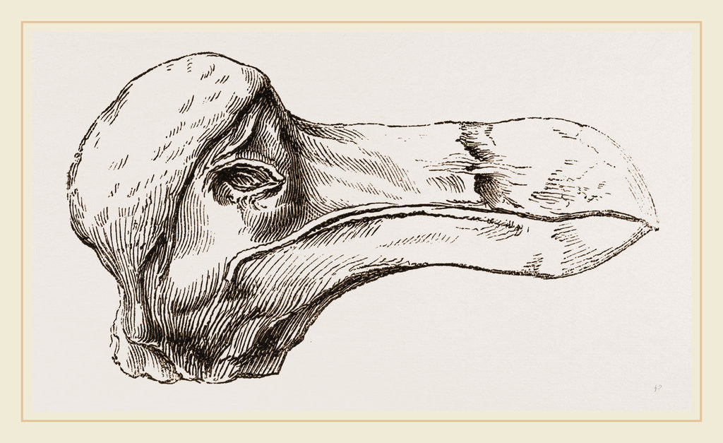 Detail of Head of Dodo at Oxford by Anonymous