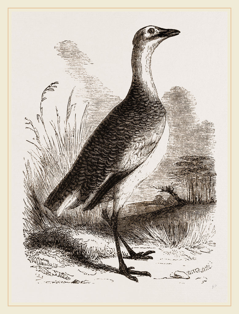 Detail of Great Bustard Female by Anonymous