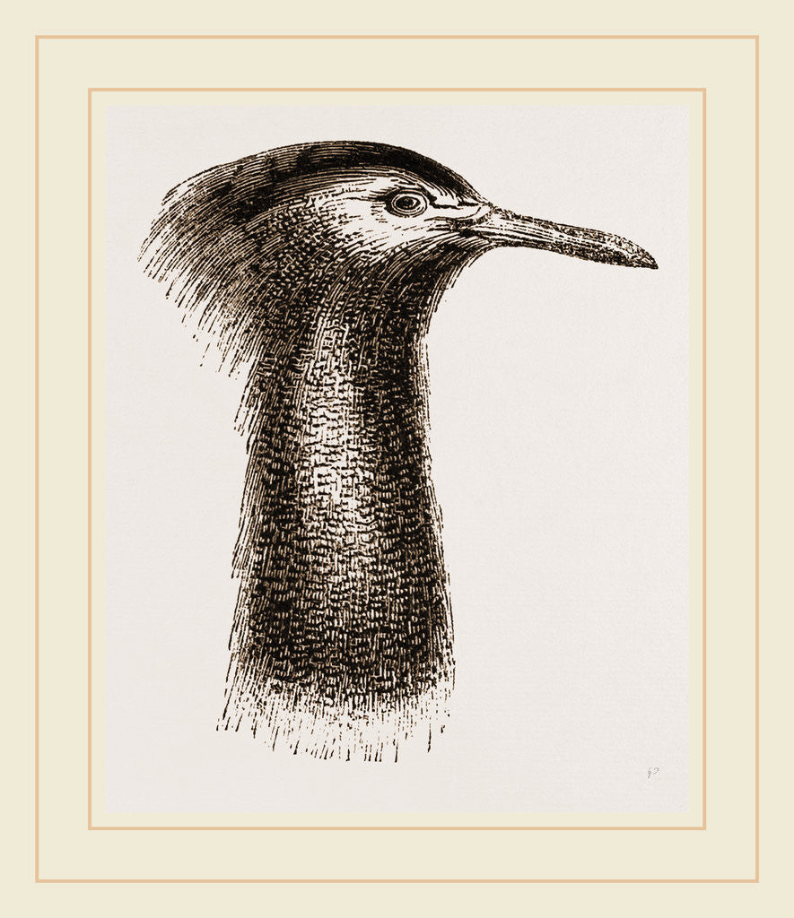 Detail of Llead of Kori Bustard by Anonymous