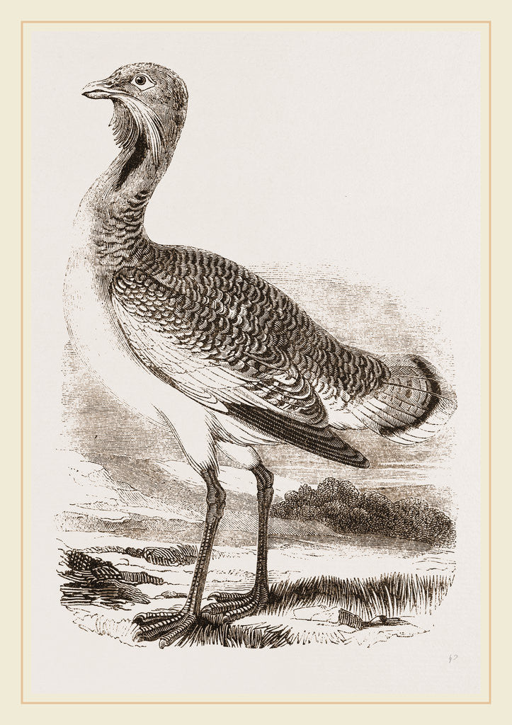Detail of Great Bustard Male by Anonymous