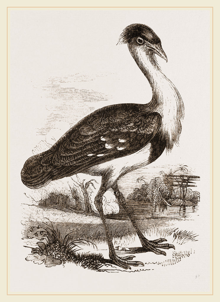 Detail of Black-headed Bustard by Anonymous