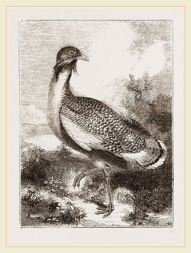 Detail of Great Bustard by Anonymous