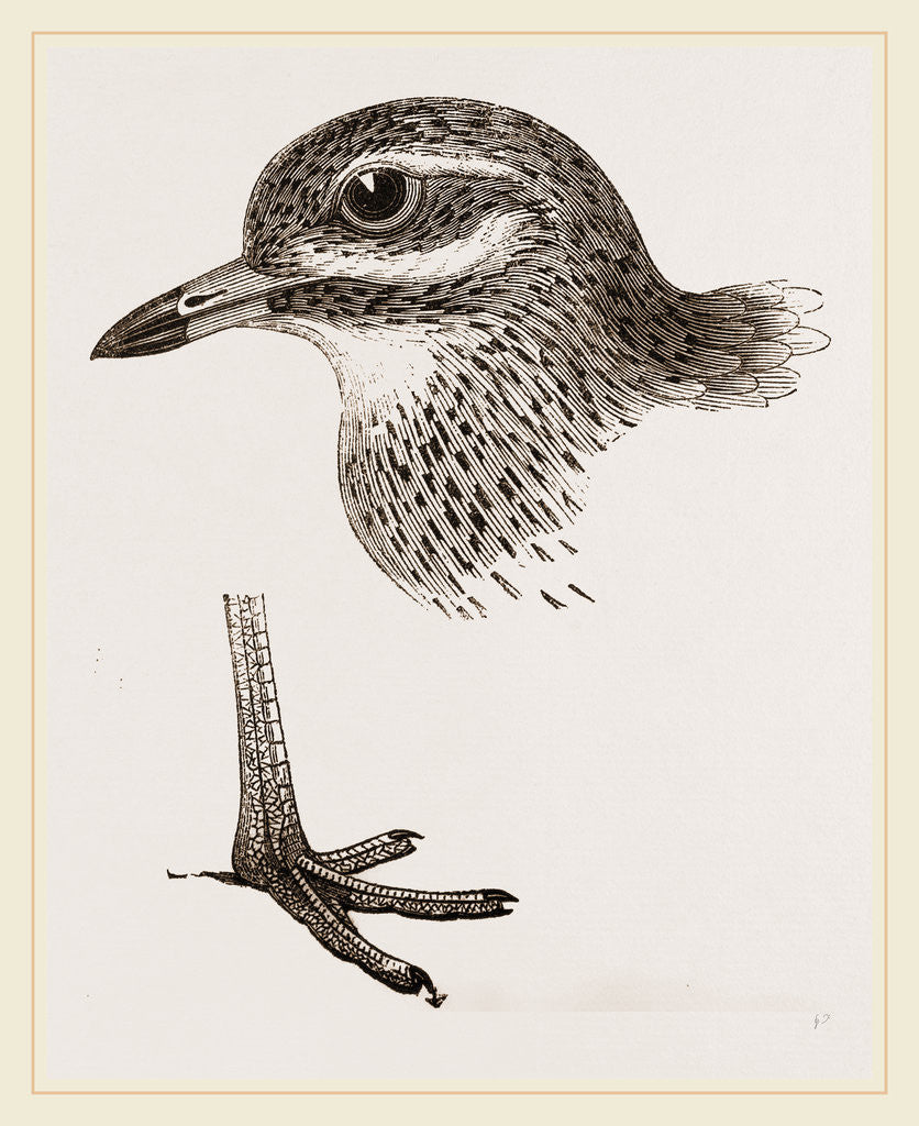 Detail of Head and Foot of Thick knee by Anonymous
