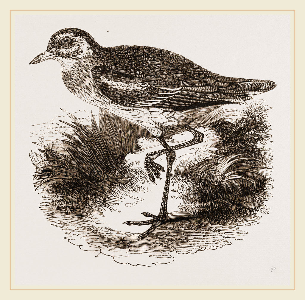 Detail of Common Thick-knee by Anonymous