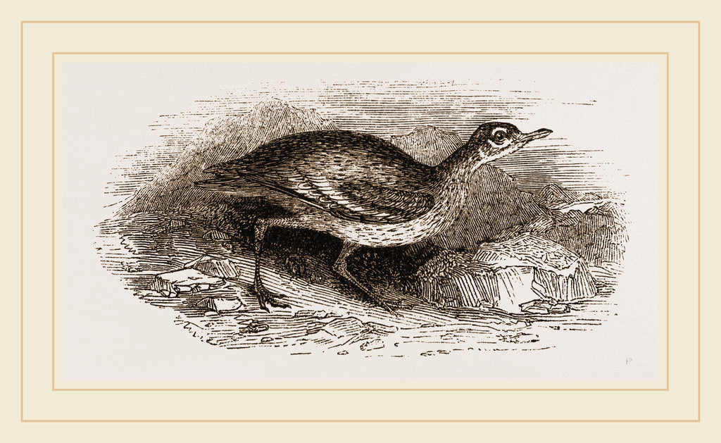 Detail of Commen Thick-knee by Anonymous