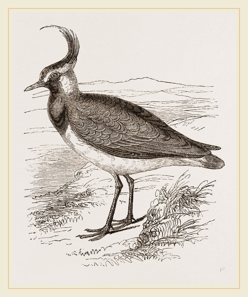 Detail of Lapwing by Anonymous