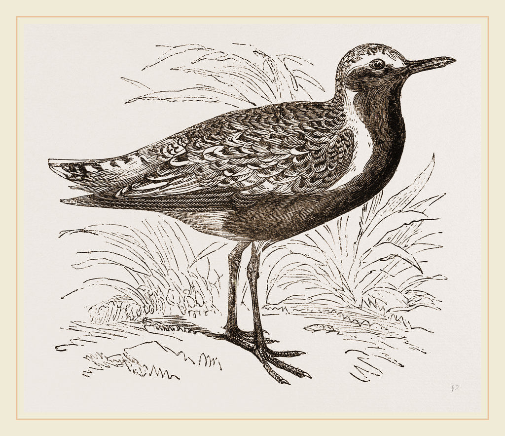 Detail of Grey Plover by Anonymous