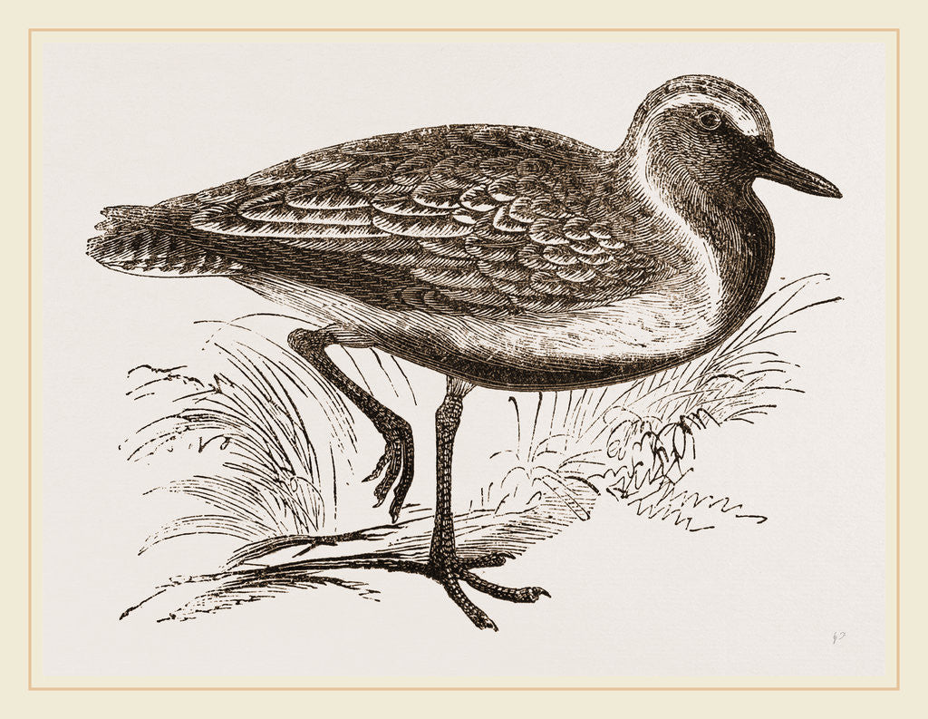 Detail of Golden Plover by Anonymous