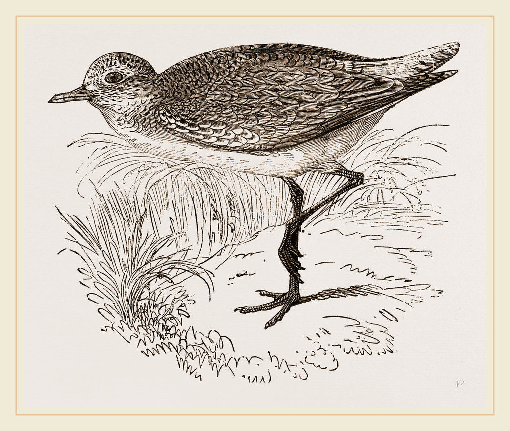 Detail of Grey Plover by Anonymous