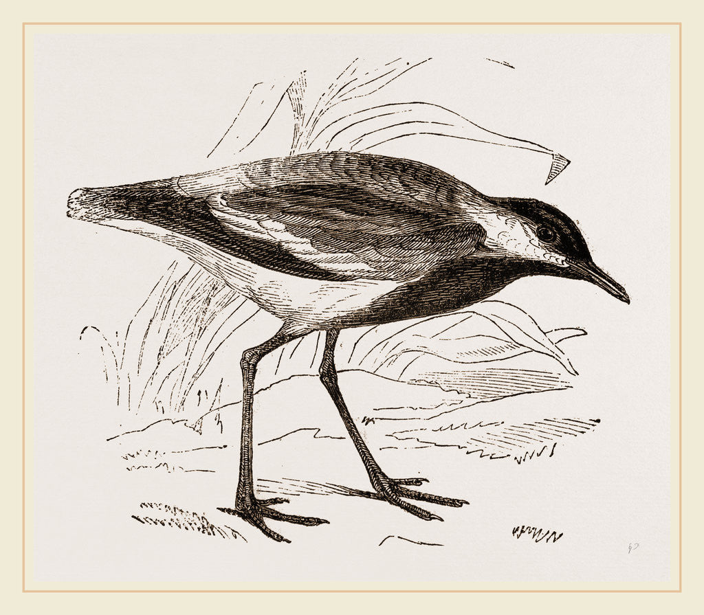 Detail of Spur-winged Plover by Anonymous