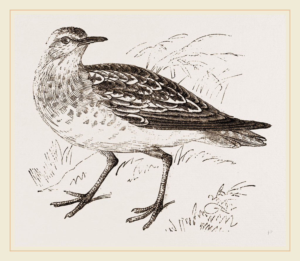 Detail of Golden Plover by Anonymous