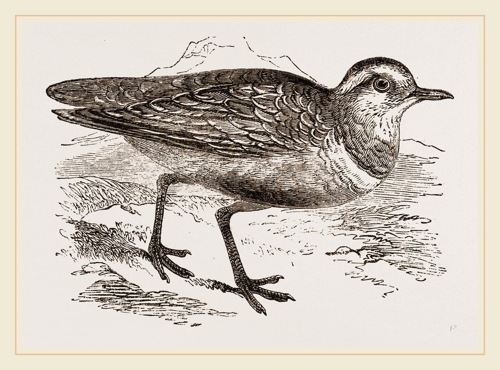 Detail of Dotterel by Anonymous