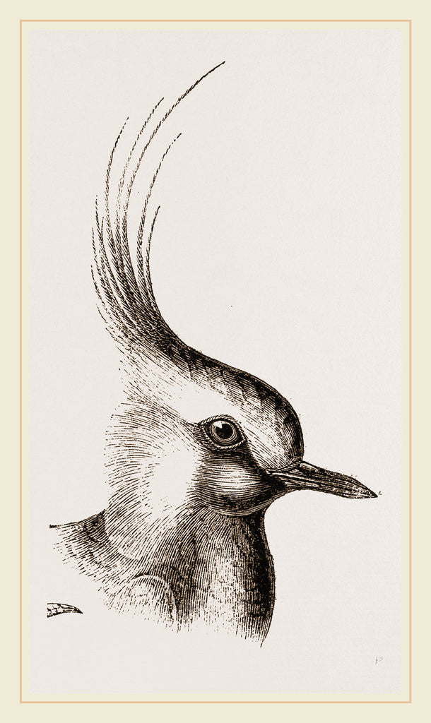 Detail of Head of Lapwing by Anonymous