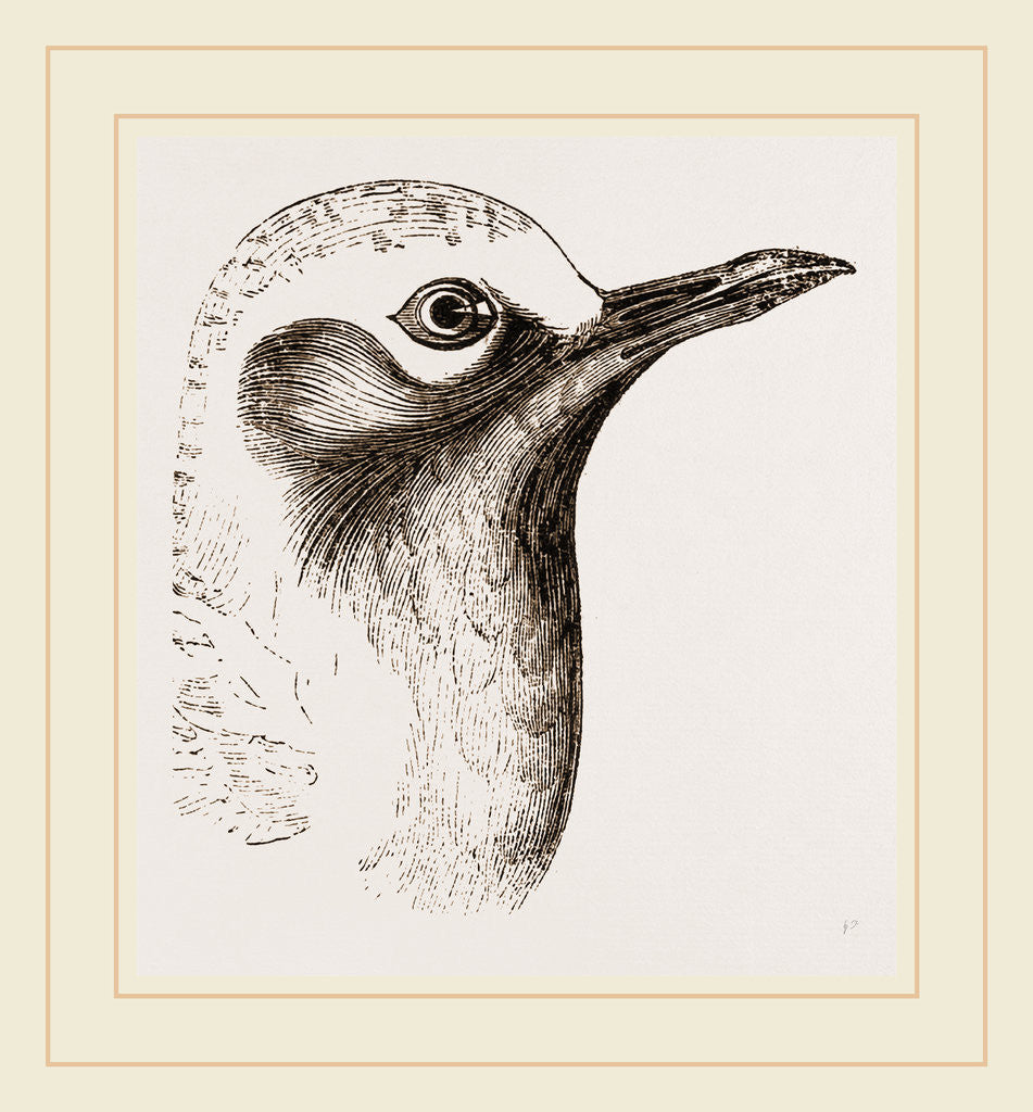 Detail of Head of Grey Plover by Anonymous