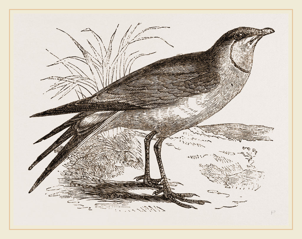 Detail of Collared Pratincole by Anonymous