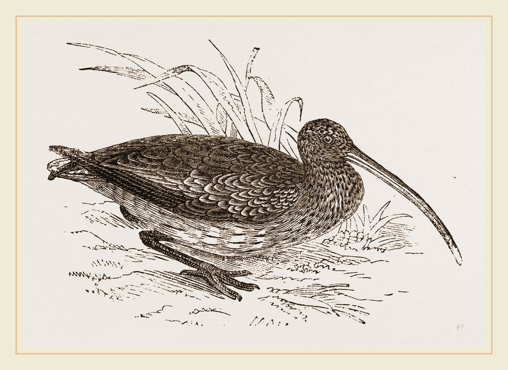 Detail of Curlew by Anonymous