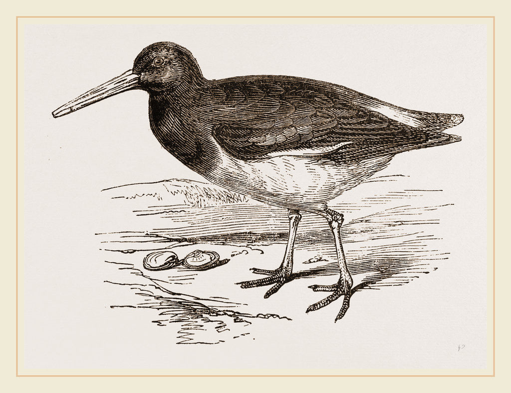 Detail of Oyster-catcher by Anonymous
