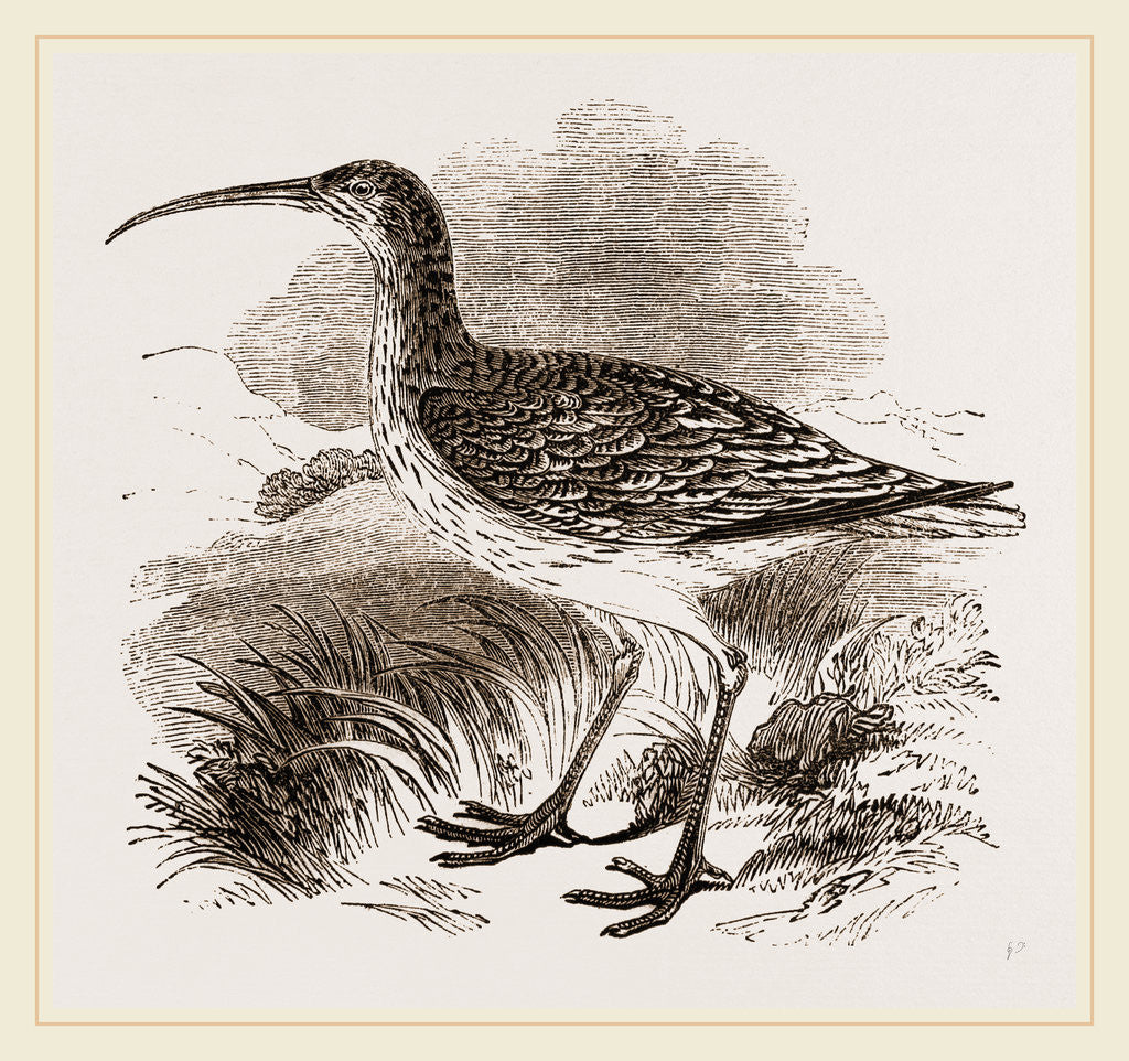 Detail of Whimbrel by Anonymous
