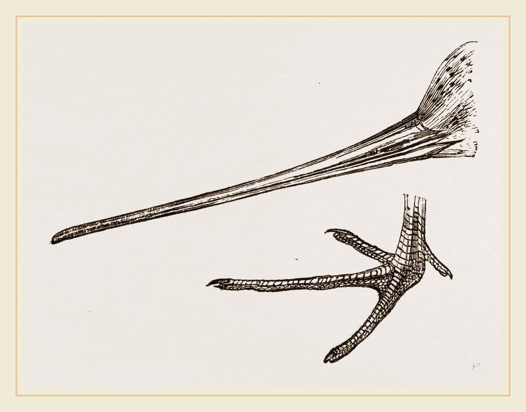 Detail of Beak and Foot of Black-tailed Godwit by Anonymous