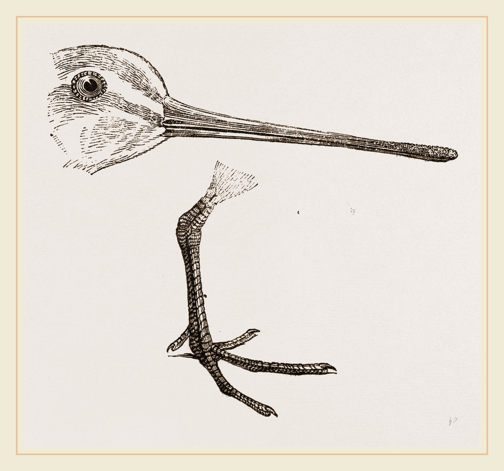 Detail of Hed and Leg of Snipe by Anonymous