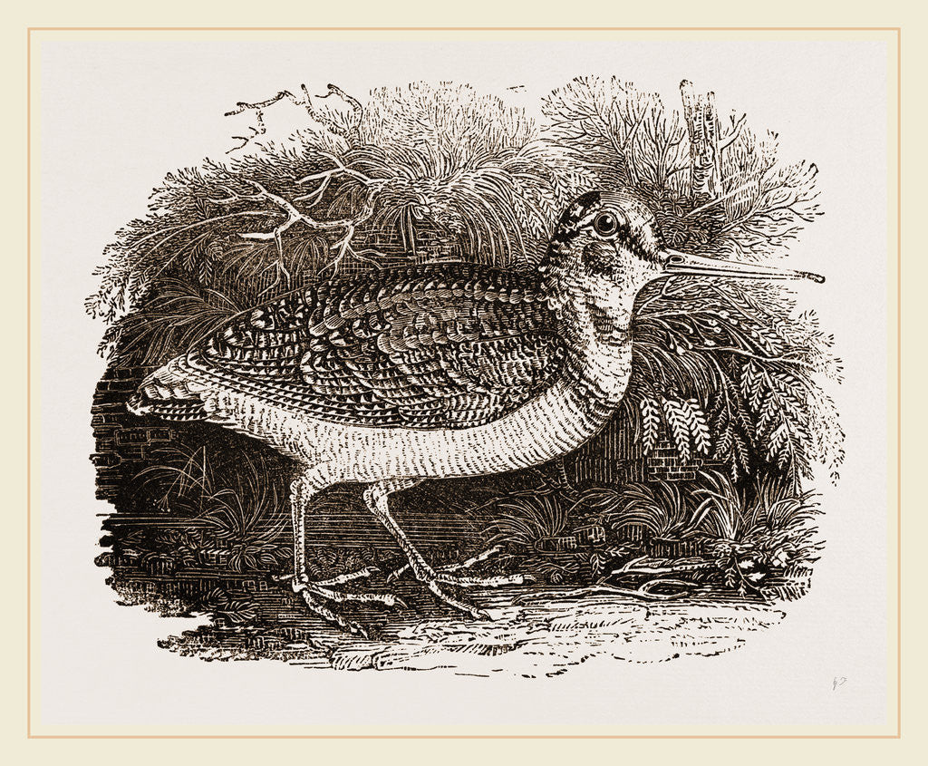 Detail of Woodcock by Anonymous