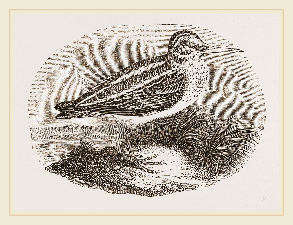 Detail of Jack Snipe by Anonymous
