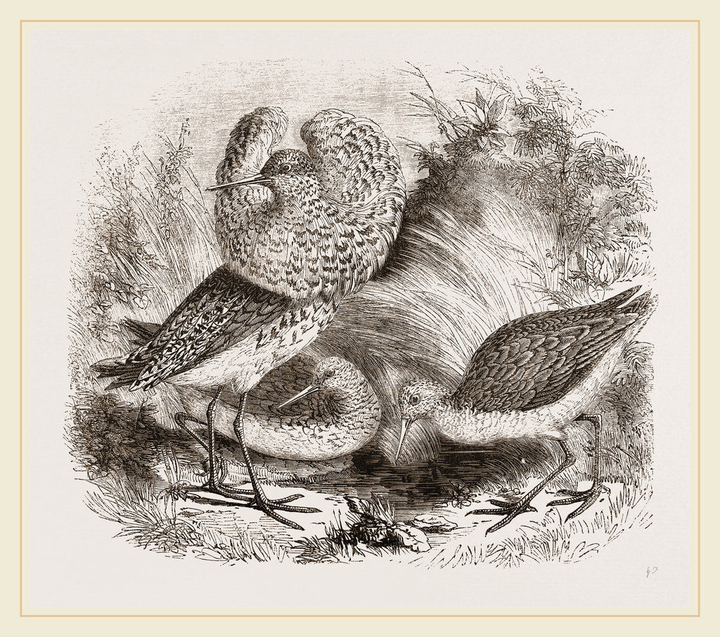 Detail of Ruff and Reeves by Anonymous