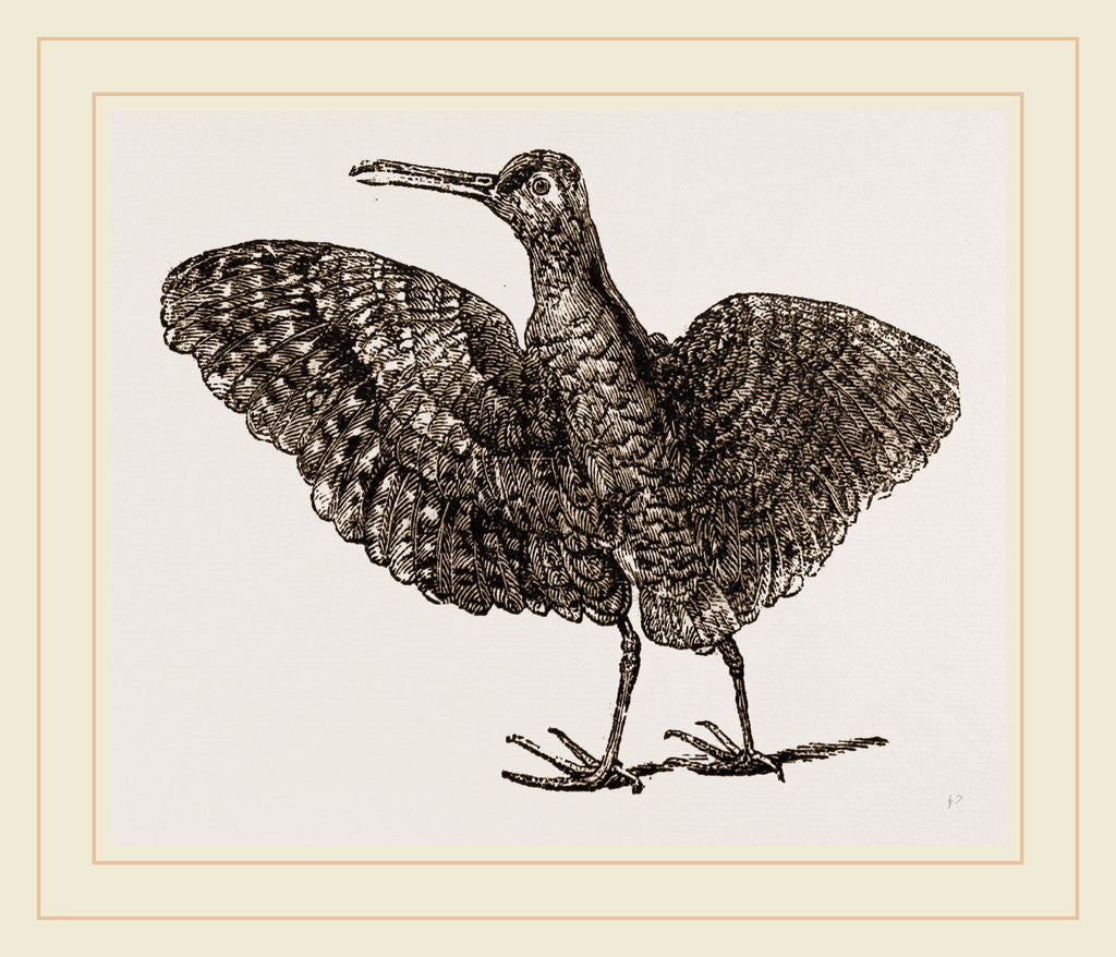 Detail of African painted Snipe by Anonymous