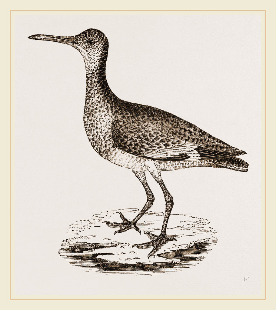 Detail of Willet by Anonymous