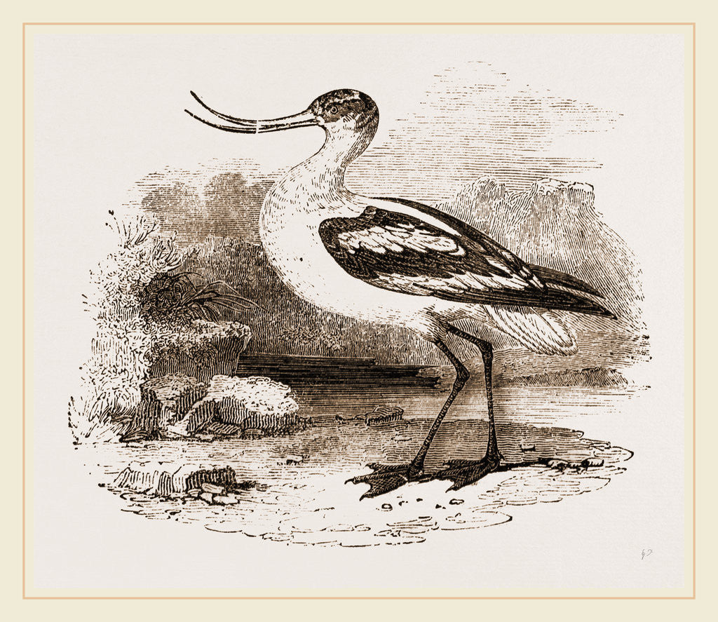 Detail of Avocet by Anonymous