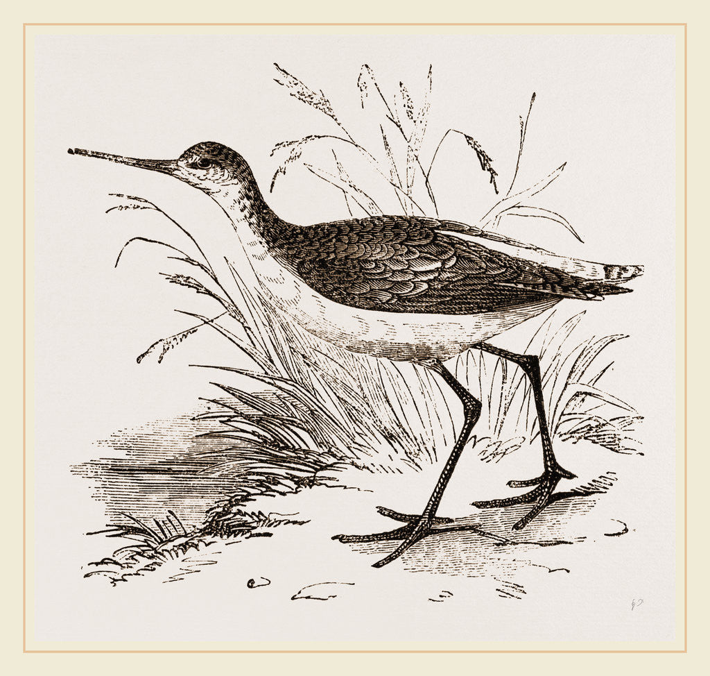 Detail of Marsh Sandpiper by Anonymous