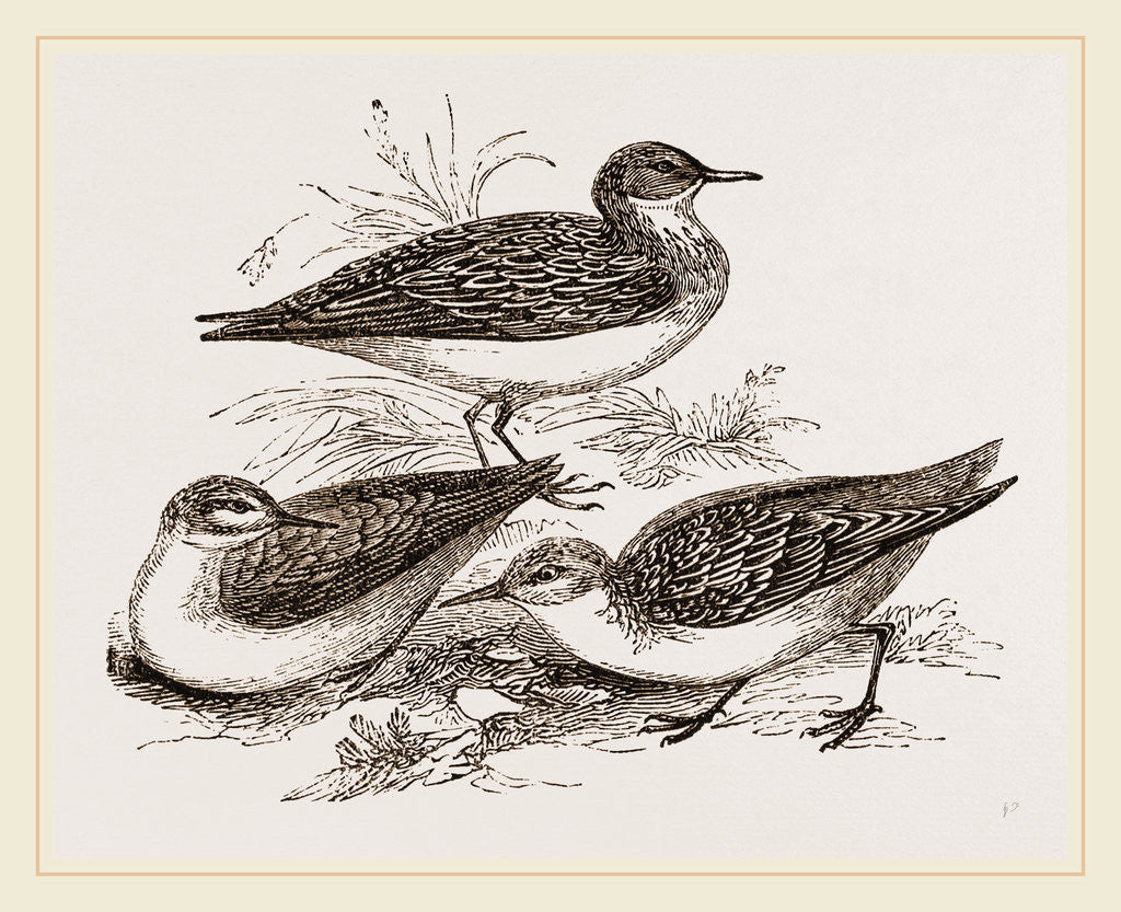 Detail of Little Sandpipers by Anonymous