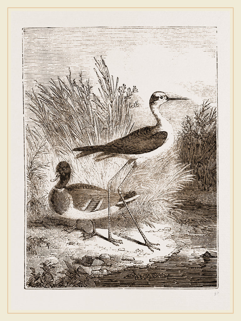 Detail of Black-winged Stilt-Plover by Anonymous