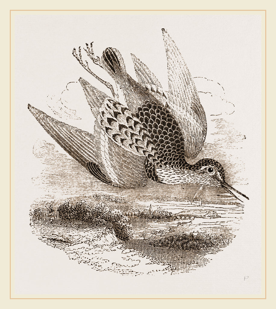 Detail of Dunlin by Anonymous