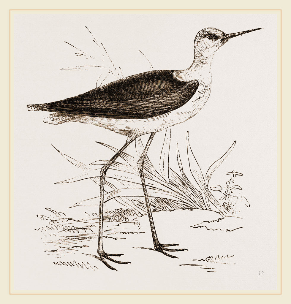 Detail of Black-winged Stilt Plover by Anonymous