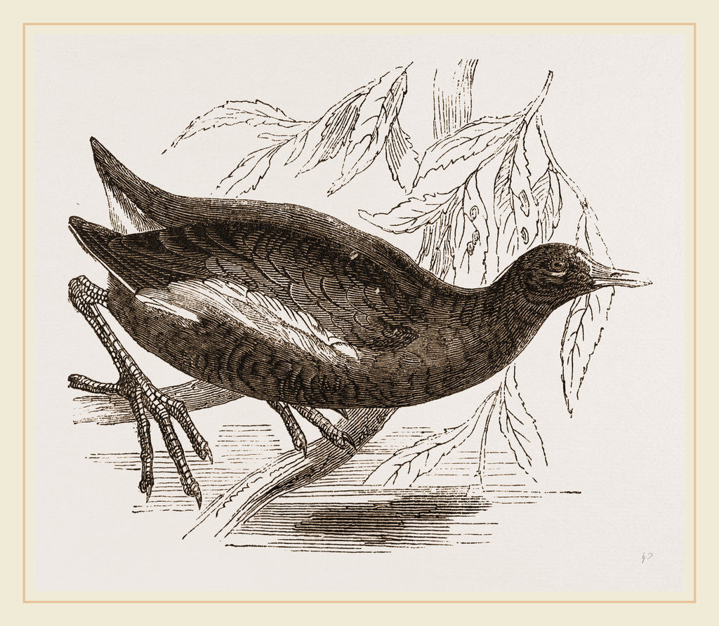 Detail of Moorhen by Anonymous