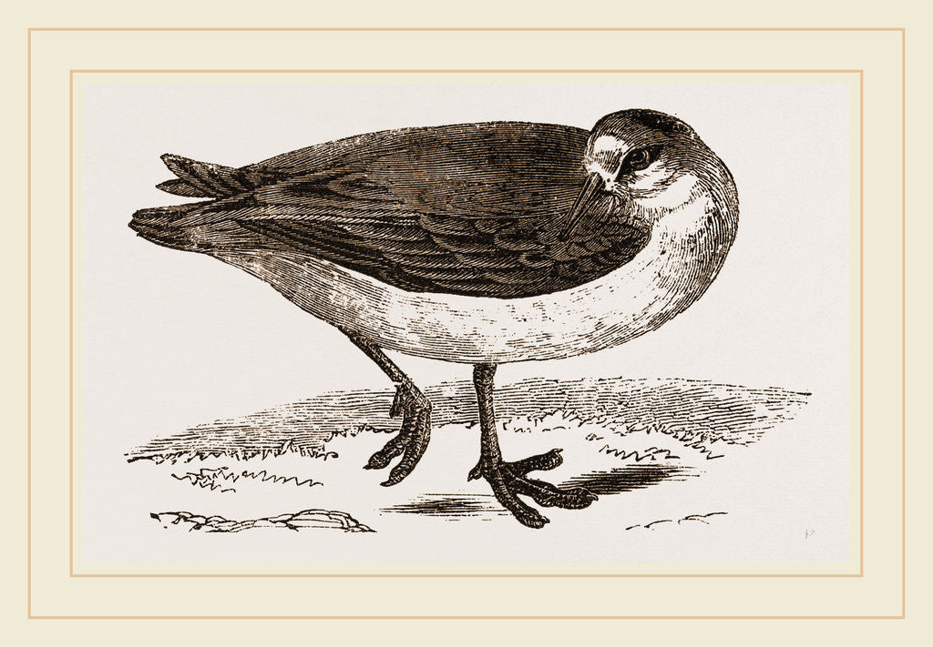 Detail of Grey Phalarope Winter Plumage by Anonymous