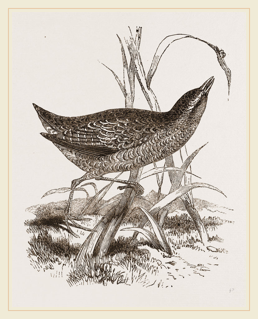 Detail of Spotted Crake by Anonymous