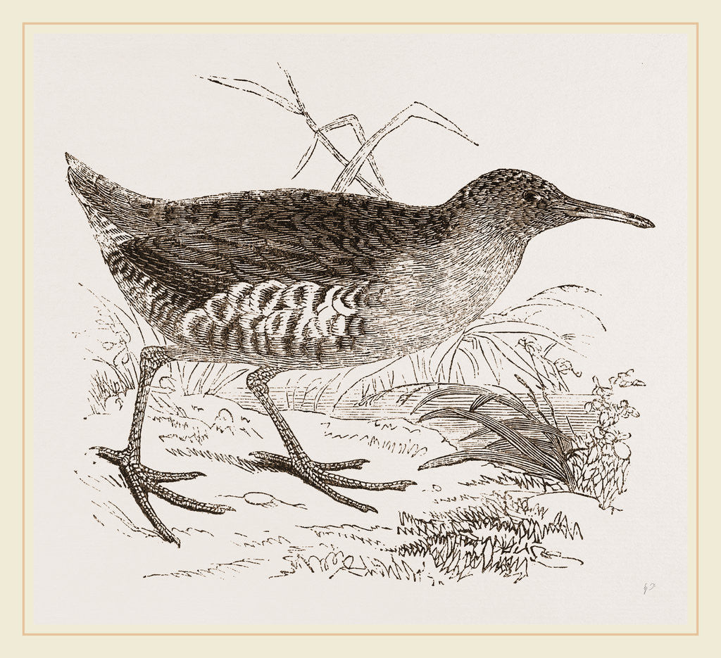 Detail of Water-Rail by Anonymous