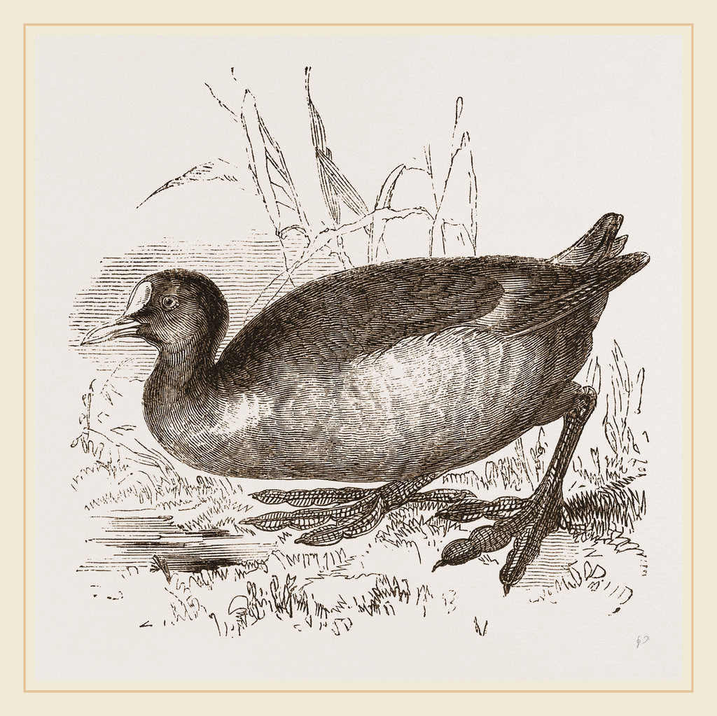 Detail of Coot by Anonymous