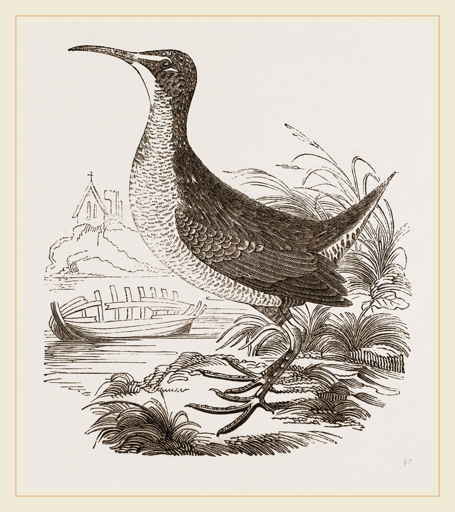 Detail of Virginian Rail by Anonymous